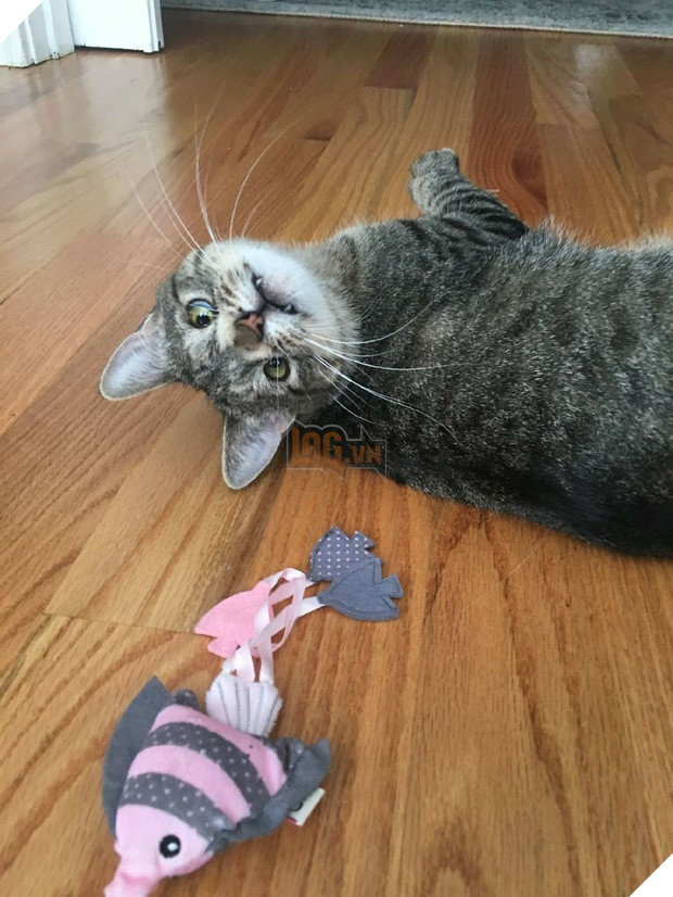 Cô mèo hoang đổi đời nhờ vào đôi mắt lác có một không hai - Ảnh 23.