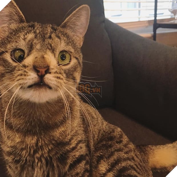 Cô mèo hoang đổi đời nhờ vào đôi mắt lác có một không hai - Ảnh 5.