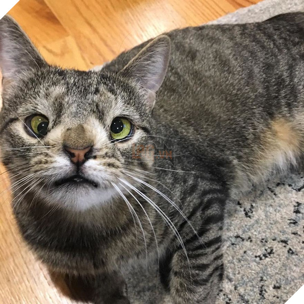 Cô mèo hoang đổi đời nhờ vào đôi mắt lác có một không hai - Ảnh 11.