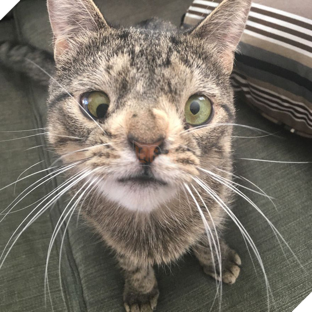 Cô mèo hoang đổi đời nhờ vào đôi mắt lác có một không hai - Ảnh 13.