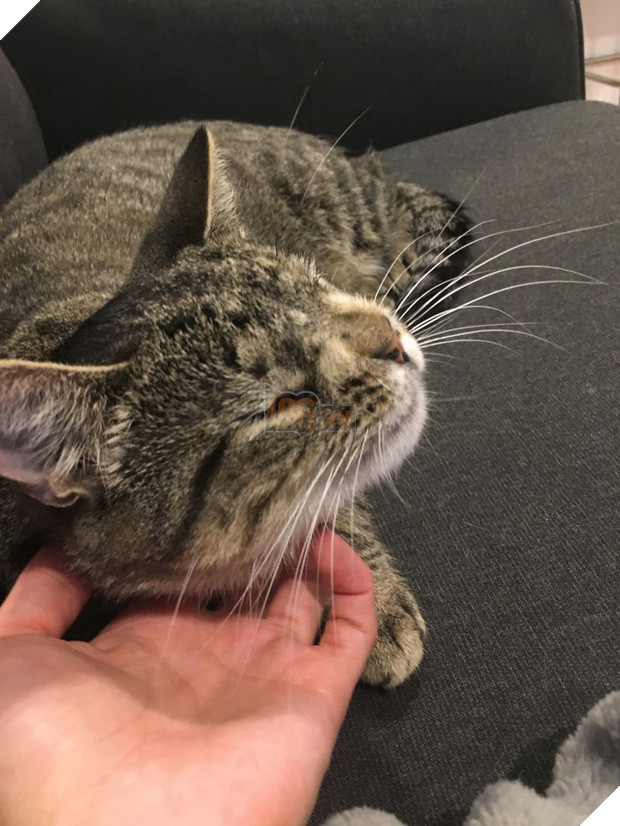 Cô mèo hoang đổi đời nhờ vào đôi mắt lác có một không hai - Ảnh 21.