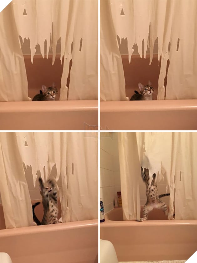 ‘Không phải em đâu, em ở trong cũi mà’, chủ nhân về nhà mở cửa ra muốn… sụp đổ