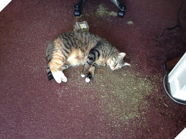 ‘Không phải em đâu, em ở trong cũi mà’, chủ nhân về nhà mở cửa ra muốn… sụp đổ 2