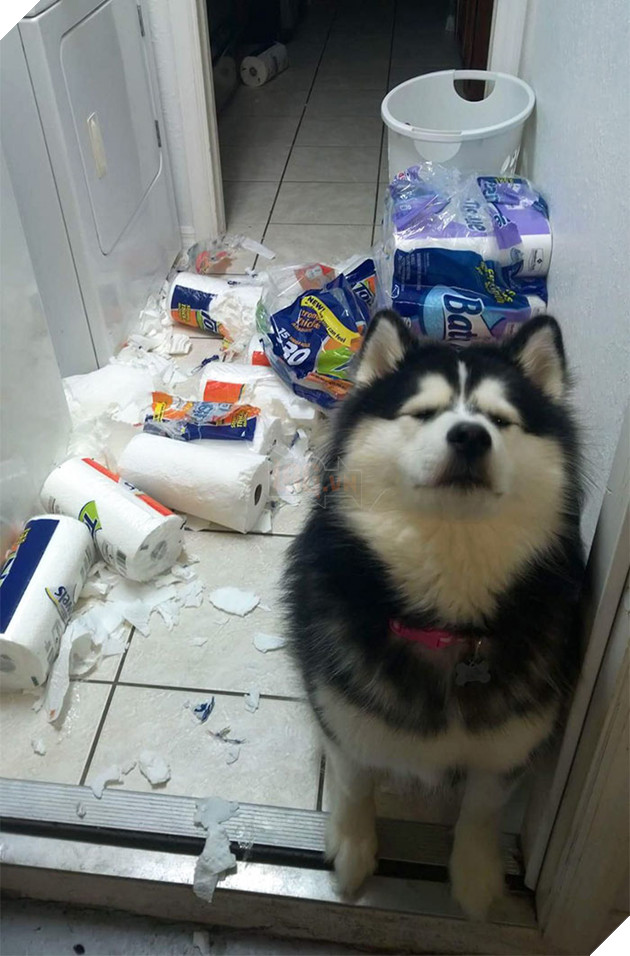 ‘Không phải em đâu, em ở trong cũi mà’, chủ nhân về nhà mở cửa ra muốn… sụp đổ 3