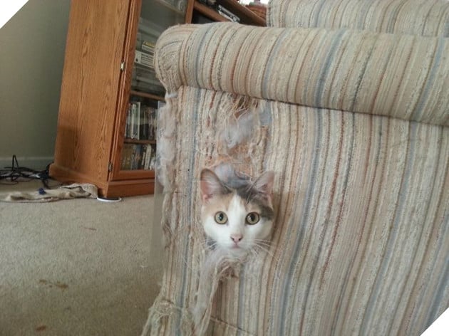 ‘Không phải em đâu, em ở trong cũi mà’, chủ nhân về nhà mở cửa ra muốn… sụp đổ 4