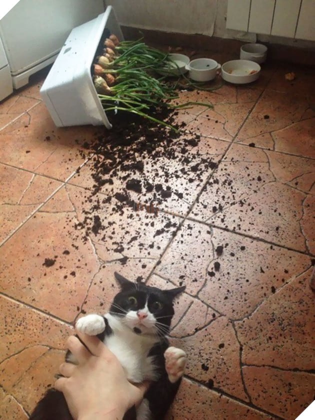 ‘Không phải em đâu, em ở trong cũi mà’, chủ nhân về nhà mở cửa ra muốn… sụp đổ 5