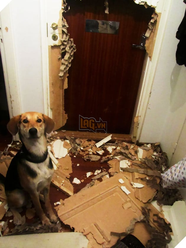 ‘Không phải em đâu, em ở trong cũi mà’, chủ nhân về nhà mở cửa ra muốn… sụp đổ 6