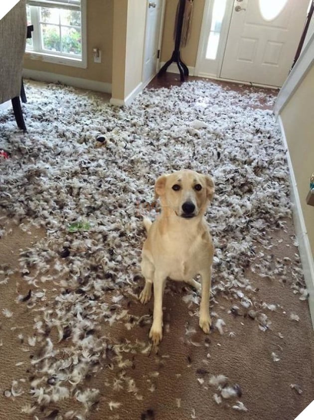 ‘Không phải em đâu, em ở trong cũi mà’, chủ nhân về nhà mở cửa ra muốn… sụp đổ 7