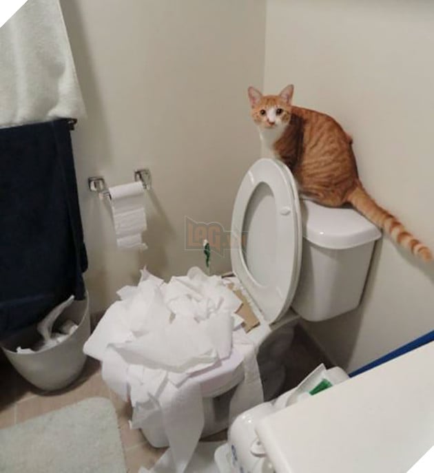 ‘Không phải em đâu, em ở trong cũi mà’, chủ nhân về nhà mở cửa ra muốn… sụp đổ 8