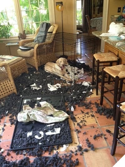 ‘Không phải em đâu, em ở trong cũi mà’, chủ nhân về nhà mở cửa ra muốn… sụp đổ 10