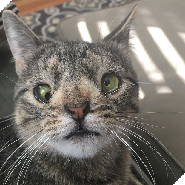 Cô mèo hoang ‘một bước lên tiên’ nhờ đôi mắt lác 6