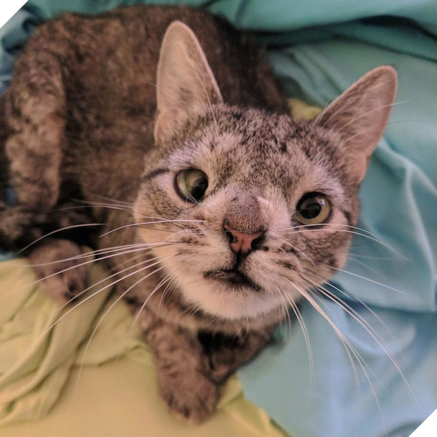 Cô mèo hoang ‘một bước lên tiên’ nhờ đôi mắt lác 5