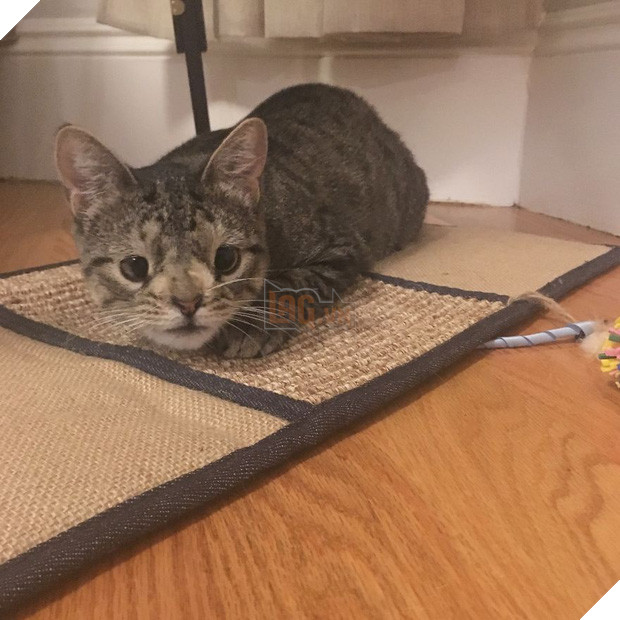 Cô mèo hoang ‘một bước lên tiên’ nhờ đôi mắt lác 3