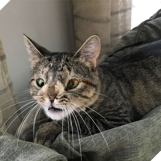 Cô mèo hoang ‘một bước lên tiên’ nhờ đôi mắt lác 2