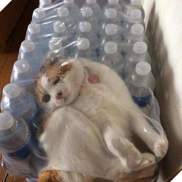 19 nơi hạ cánh yêu thích sau mỗi chuyến bay nhảy tung tẩy của các boss mèo - Ảnh 1.