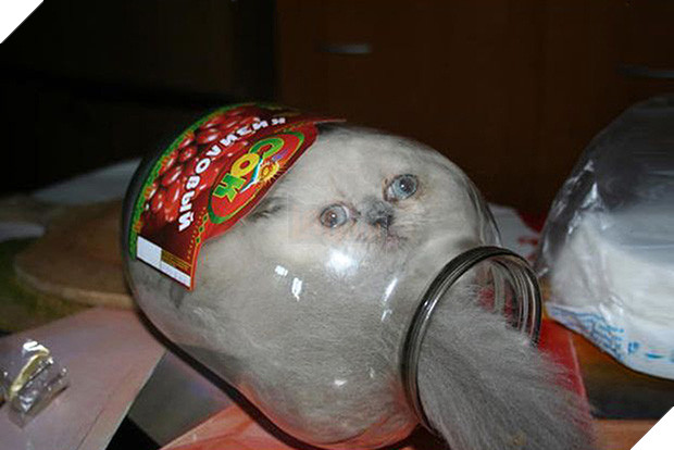 19 nơi hạ cánh yêu thích sau mỗi chuyến bay nhảy tung tẩy của các boss mèo - Ảnh 3.