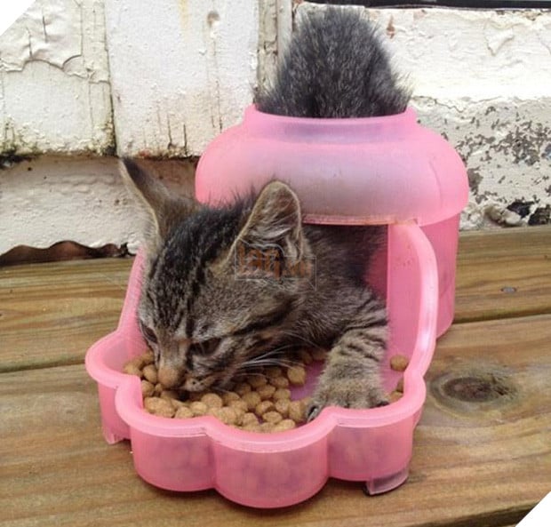 19 nơi hạ cánh yêu thích sau mỗi chuyến bay nhảy tung tẩy của các boss mèo - Ảnh 20.