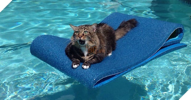 19 nơi hạ cánh yêu thích sau mỗi chuyến bay nhảy tung tẩy của các boss mèo - Ảnh 24.