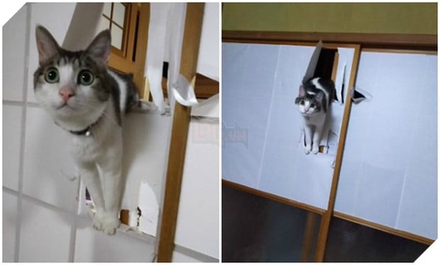 19 nơi hạ cánh yêu thích sau mỗi chuyến bay nhảy tung tẩy của các boss mèo - Ảnh 26.