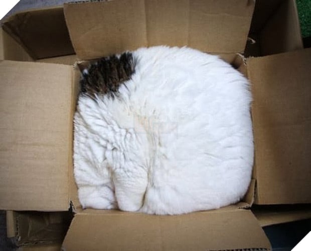 19 nơi hạ cánh yêu thích sau mỗi chuyến bay nhảy tung tẩy của các boss mèo - Ảnh 28.