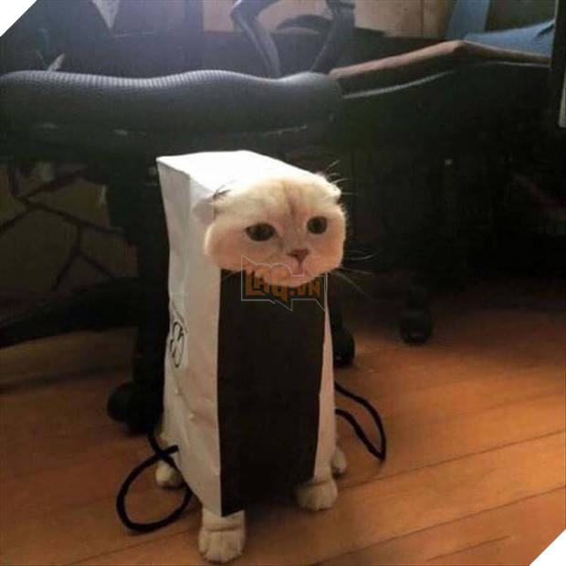 19 nơi hạ cánh yêu thích sau mỗi chuyến bay nhảy tung tẩy của các boss mèo - Ảnh 34.