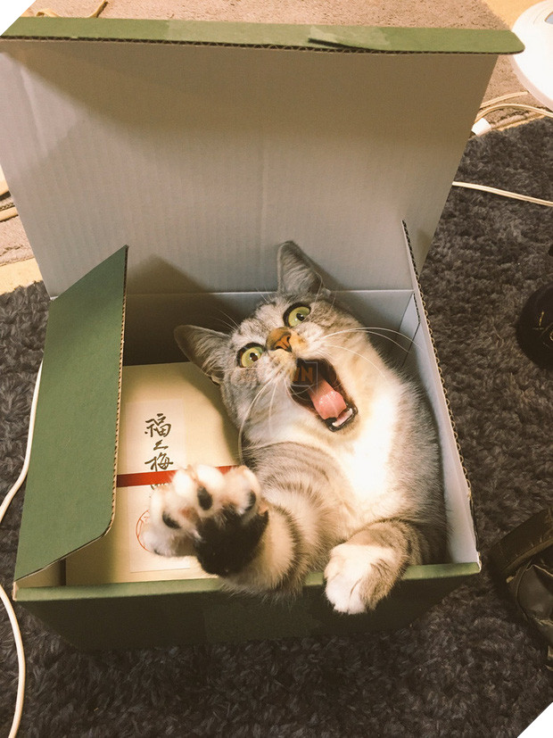 19 nơi hạ cánh yêu thích sau mỗi chuyến bay nhảy tung tẩy của các boss mèo - Ảnh 36.