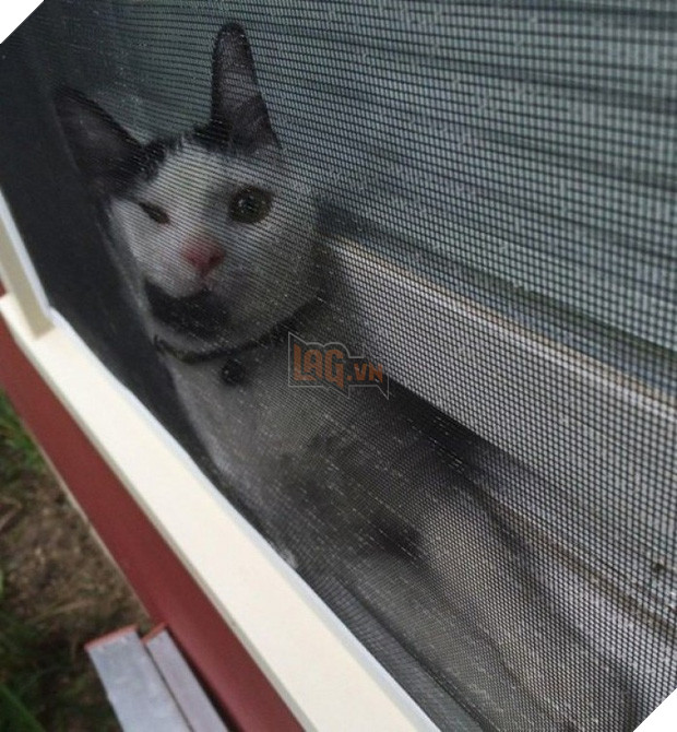 19 nơi hạ cánh yêu thích sau mỗi chuyến bay nhảy tung tẩy của các boss mèo - Ảnh 5.