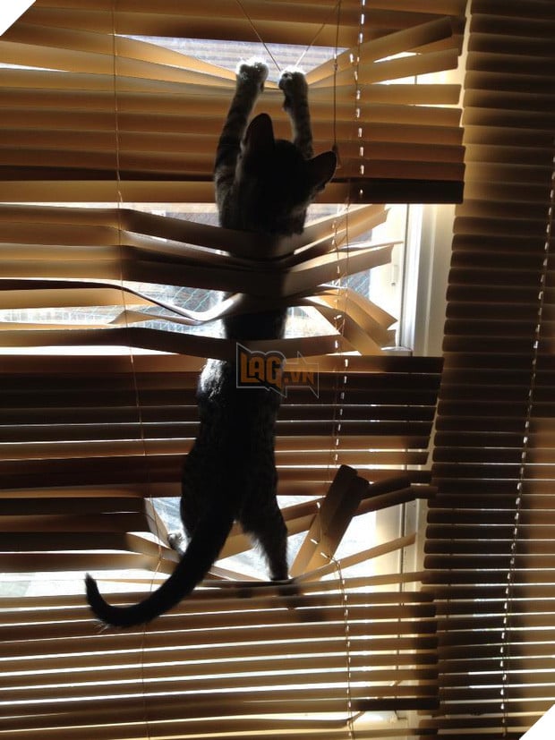 19 nơi hạ cánh yêu thích sau mỗi chuyến bay nhảy tung tẩy của các boss mèo - Ảnh 7.