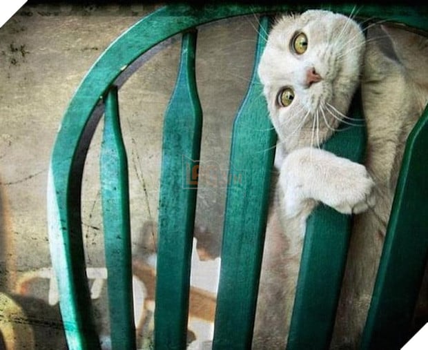 19 nơi hạ cánh yêu thích sau mỗi chuyến bay nhảy tung tẩy của các boss mèo - Ảnh 11.