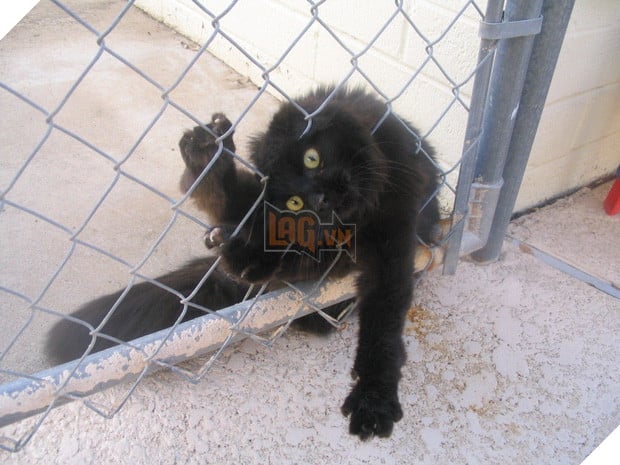 19 nơi hạ cánh yêu thích sau mỗi chuyến bay nhảy tung tẩy của các boss mèo - Ảnh 13.