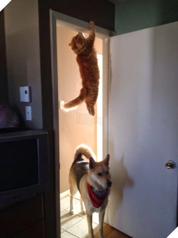 19 nơi hạ cánh yêu thích sau mỗi chuyến bay nhảy tung tẩy của các boss mèo - Ảnh 15.