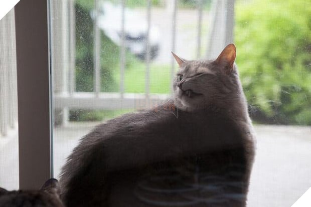 19 nơi hạ cánh yêu thích sau mỗi chuyến bay nhảy tung tẩy của các boss mèo - Ảnh 18.