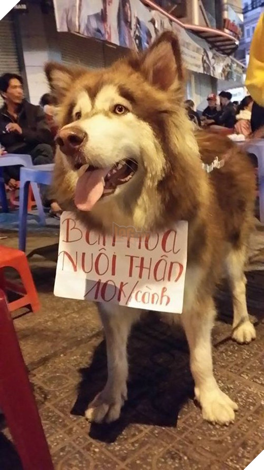 Tổng hợp hình ảnh hài hước của các boss dùng “thân” kiếm tiền nuôi xác 3