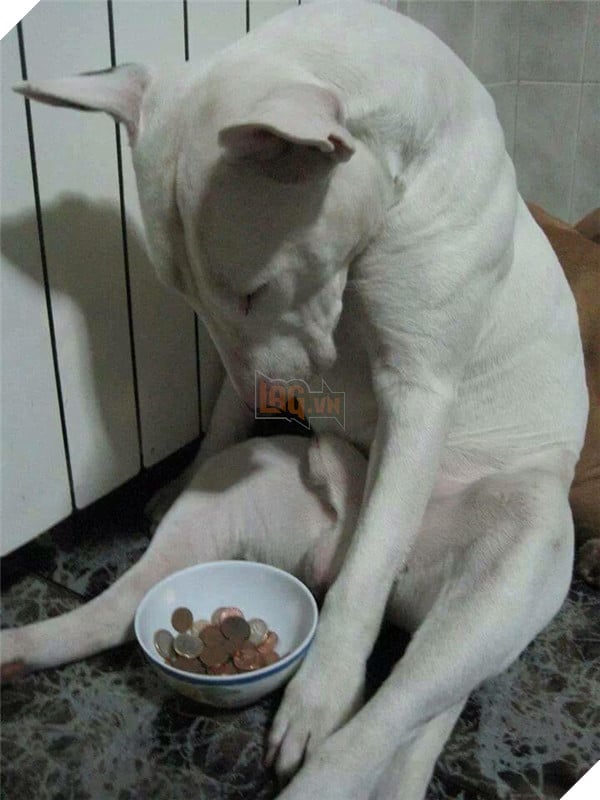 Tổng hợp hình ảnh hài hước của các boss dùng “thân” kiếm tiền nuôi xác 4