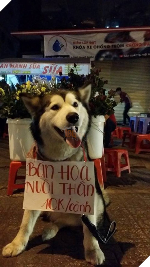 Tổng hợp hình ảnh hài hước của các boss dùng “thân” kiếm tiền nuôi xác 6