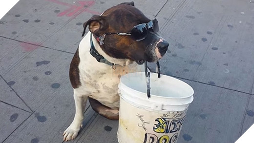 Tổng hợp hình ảnh hài hước của các boss dùng “thân” kiếm tiền nuôi xác 8