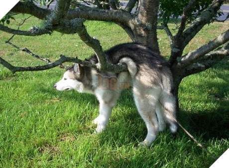 Xét về độ chơi ngu lấy tiếng thì không ai qua được các bé này!