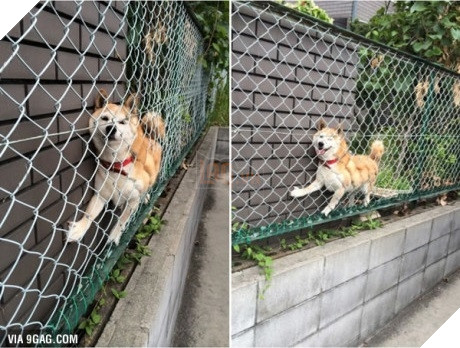 Xét về độ chơi ngu lấy tiếng thì không ai qua được các bé này! 2