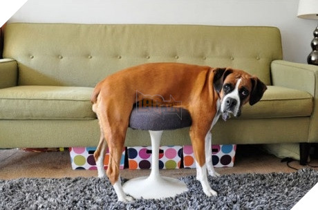 Xét về độ chơi ngu lấy tiếng thì không ai qua được các bé này! 3