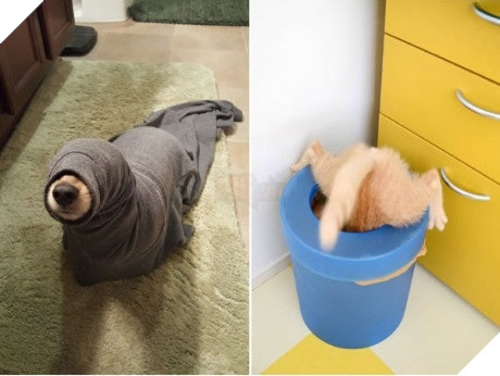 Xét về độ chơi ngu lấy tiếng thì không ai qua được các bé này! 4