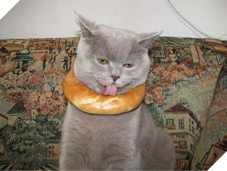 Xét về độ chơi ngu lấy tiếng thì không ai qua được các bé này! 5