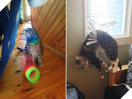 Xét về độ chơi ngu lấy tiếng thì không ai qua được các bé này! 6