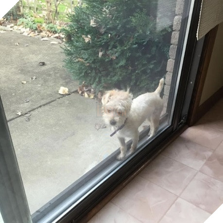 Xét về độ chơi ngu lấy tiếng thì không ai qua được các bé này! 7