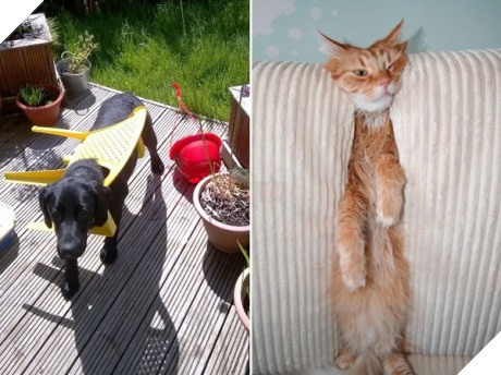 Xét về độ chơi ngu lấy tiếng thì không ai qua được các bé này! 8