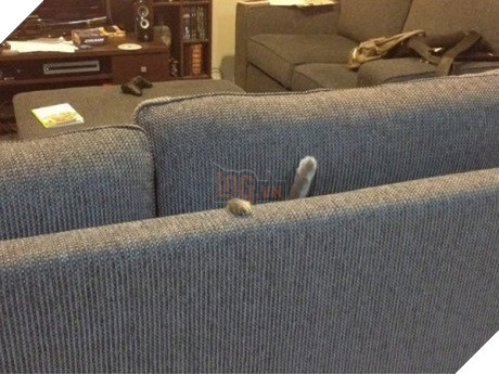 Xét về độ chơi ngu lấy tiếng thì không ai qua được các bé này! 9