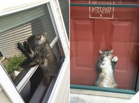 Xét về độ chơi ngu lấy tiếng thì không ai qua được các bé này! 10