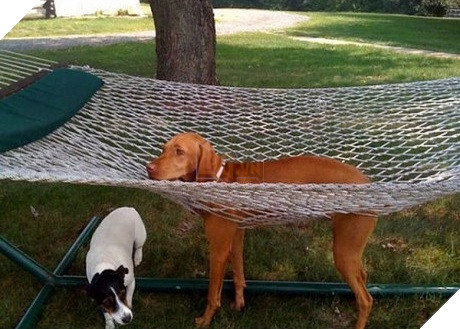 Xét về độ chơi ngu lấy tiếng thì không ai qua được các bé này! 11