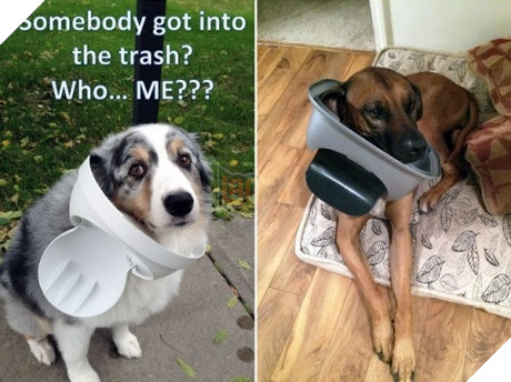 Xét về độ chơi ngu lấy tiếng thì không ai qua được các bé này! 12