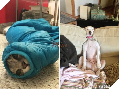 Xét về độ chơi ngu lấy tiếng thì không ai qua được các bé này! 13