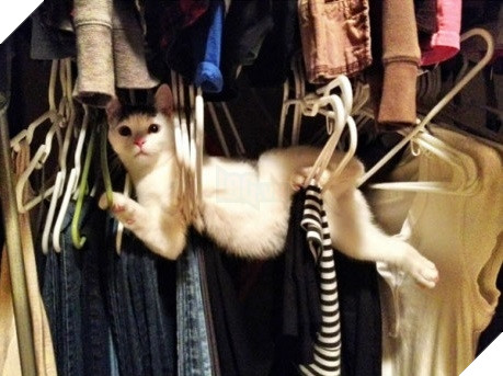 Xét về độ chơi ngu lấy tiếng thì không ai qua được các bé này! 14